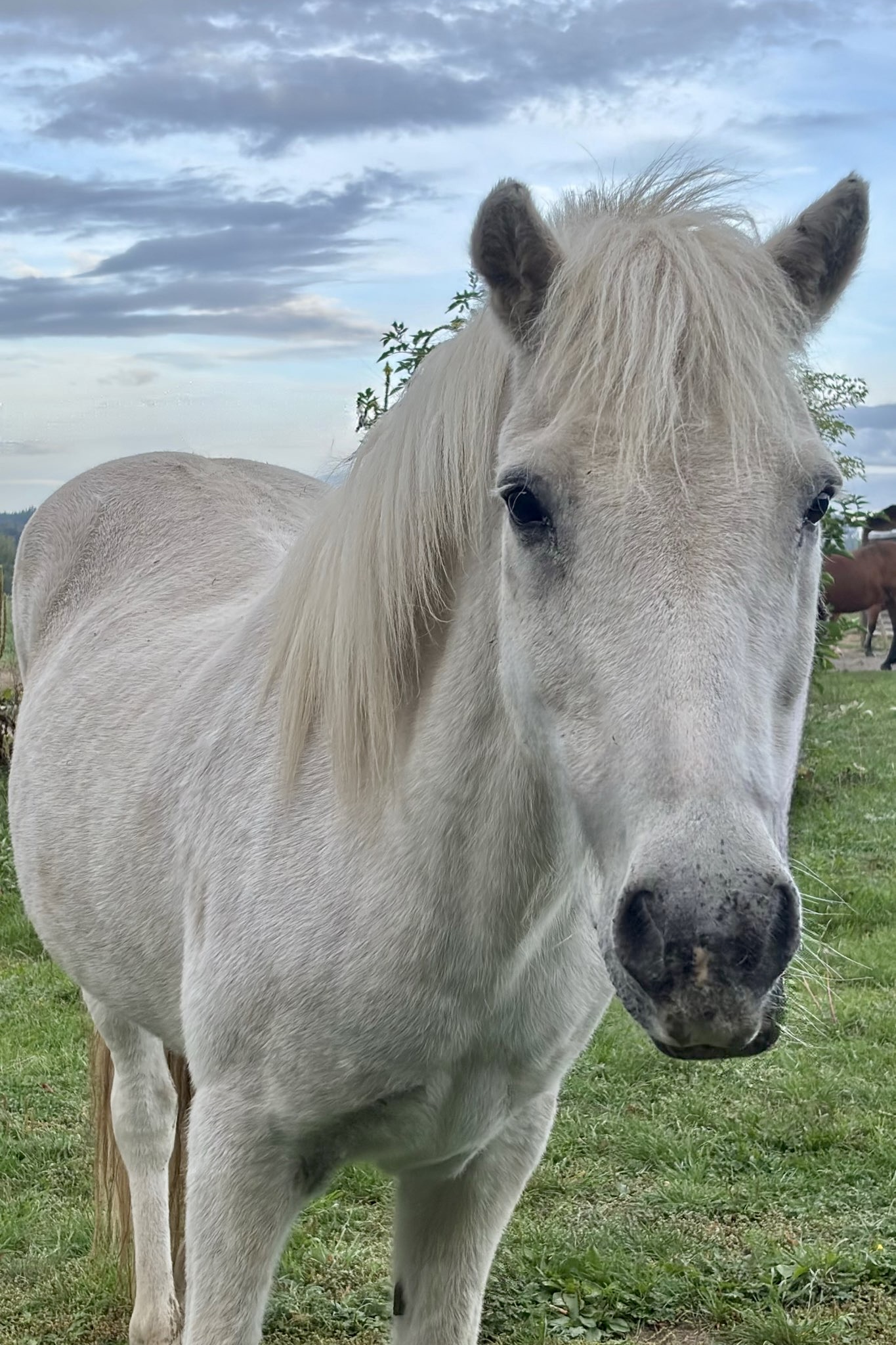 Gijs – Geislabaugur frá Rödli