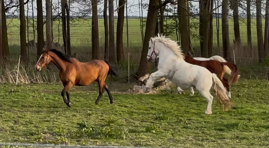 Laty 2026 – fotografie 4